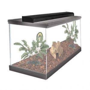 Tropical Reptile Starter Kit