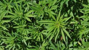 cannabis