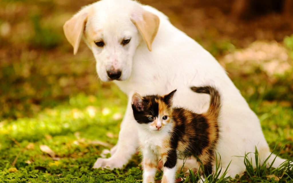 Best Pets Shop