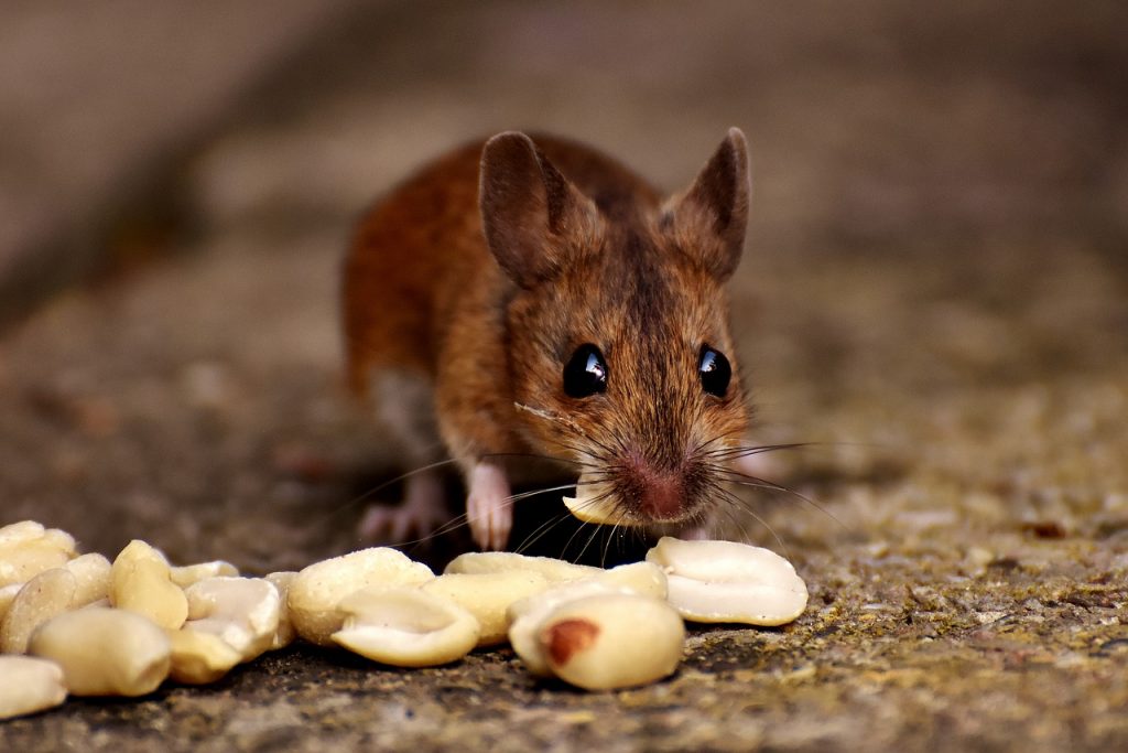 Mouse Traps