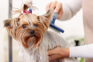 Pet grooming Services