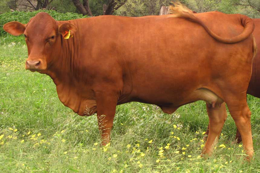 Senepol Cattle