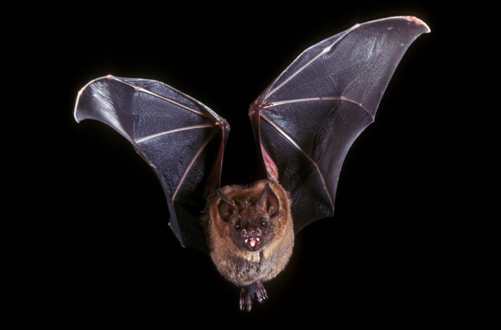 BAT Removal