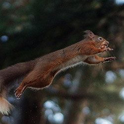 Lexington Squirrel Removal