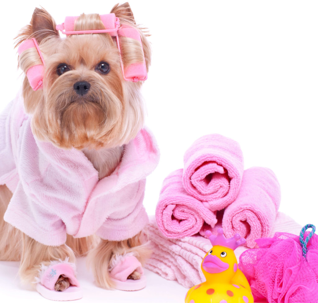 Pet care services