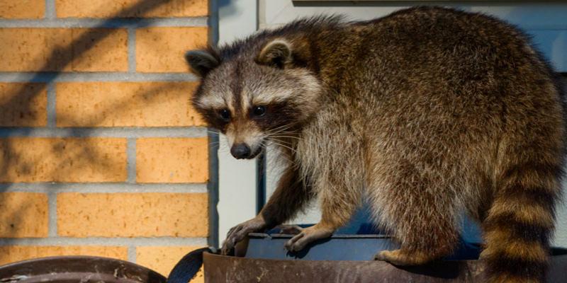 Raccoon Removal