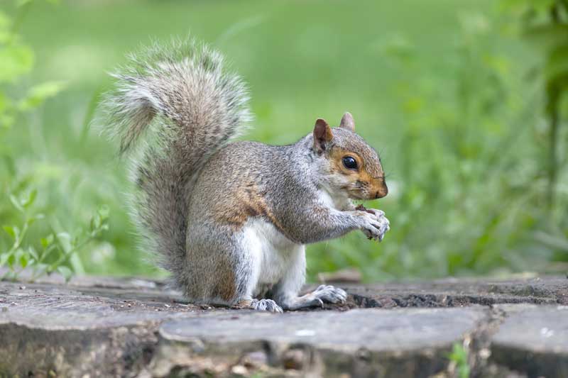 Wildlife Removal