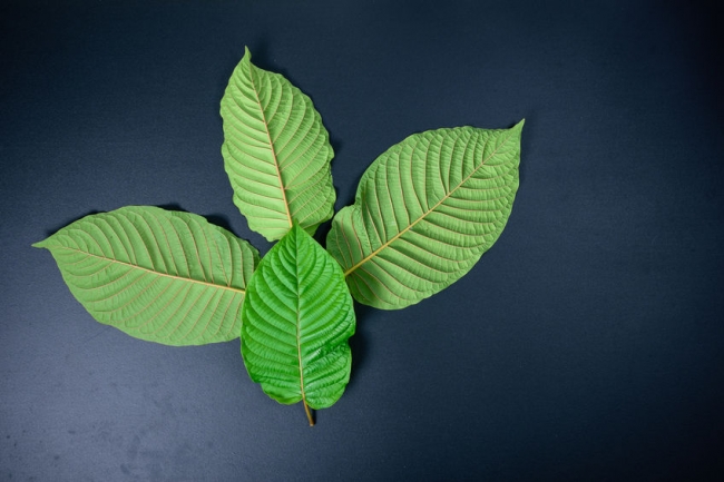 green vein kratom