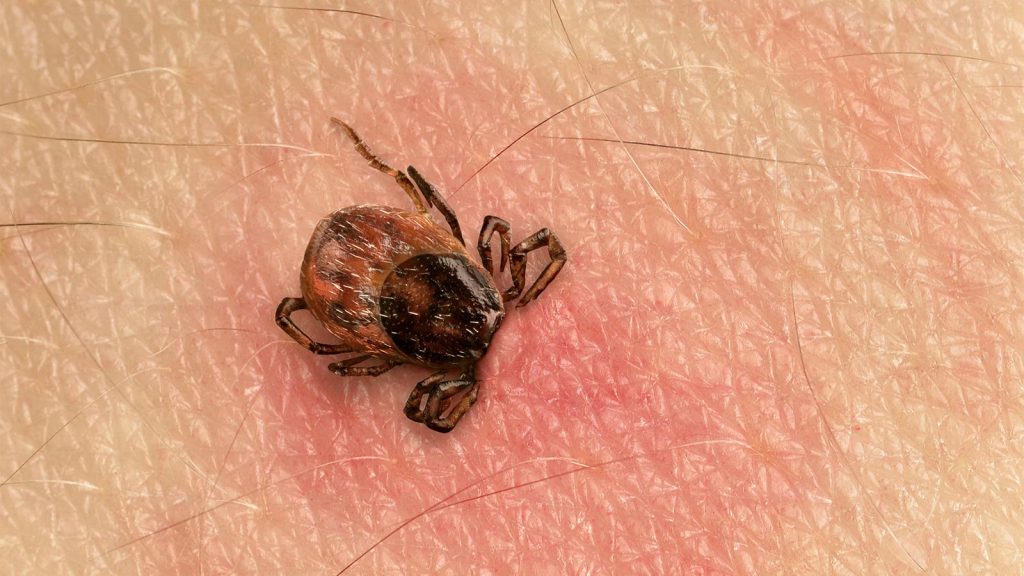pest control ticks