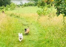 Pet cemetery