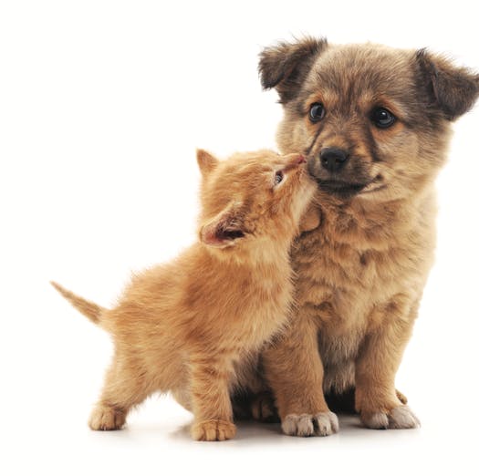 Dog Nutritional Foods